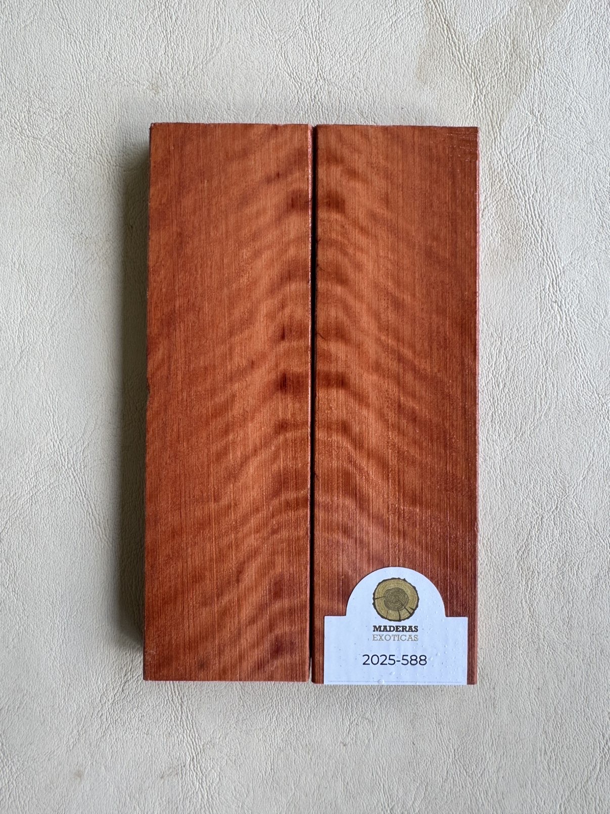 Cachas Rostrata flameada (2025-588) 1 Cachas Rostrata flameada (2025-588)