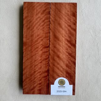 Cachas Rostrata flameada (2025-594)