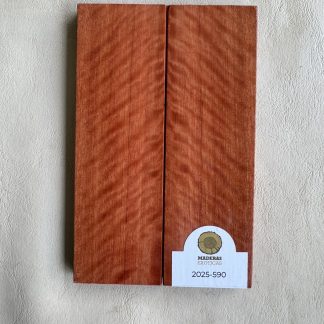 Cachas Rostrata flameada (2025-590)