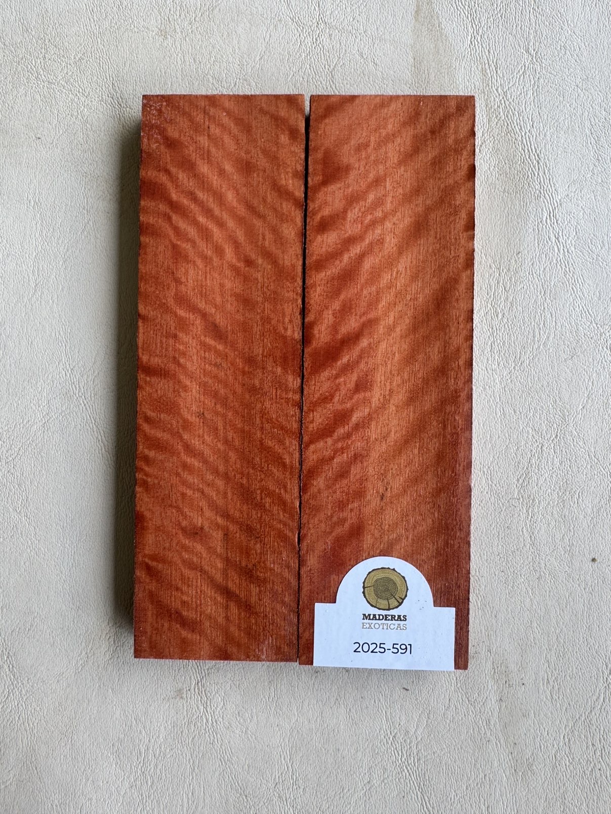 Cachas Rostrata flameada (2025-591) 1 Cachas Rostrata flameada (2025-591)