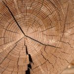 El verdadero valor de la madera
