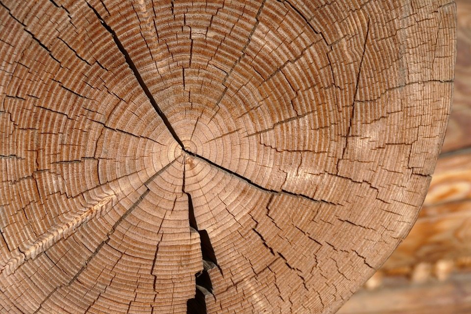 El verdadero valor de la madera: ¿Qué hace que una pieza sea única y cotizada? 1 El verdadero valor de la madera